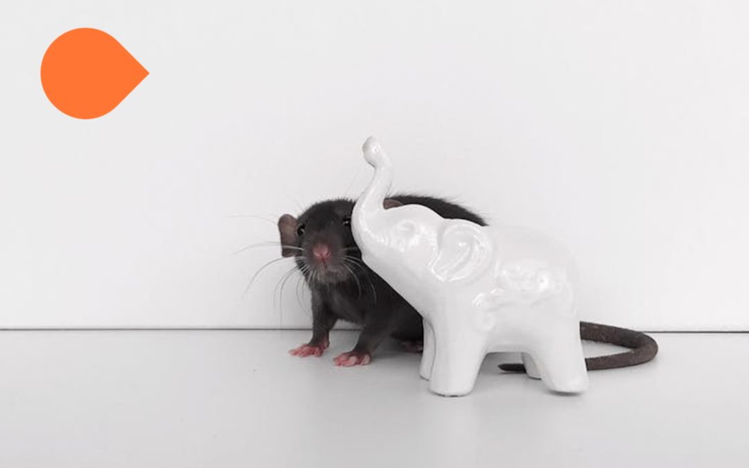 ¿Es rentable invertir en branded content?